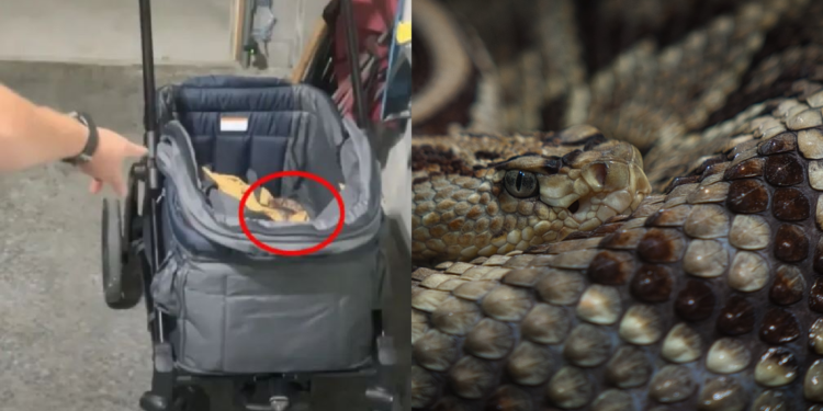 Alldaynews.gr Ζευγάρι βρήκε δηλητηριώδες φίδι στο καρότσι του μωρού τους (video)
