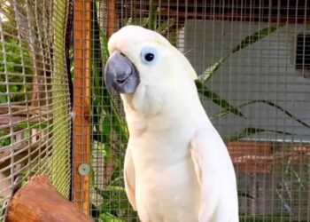 Νέα Φρίκη: Δύο γυναίκες «βασάνισαν σαδιστικά» μέχρι θανάτου έναν παπαγάλο – «Αδιανόητη σκληρότητα»