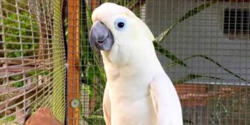 Alldaynews.gr Νέα Φρίκη: Δύο γυναίκες «βασάνισαν σαδιστικά» μέχρι θανάτου έναν παπαγάλο – «Αδιανόητη σκληρότητα»