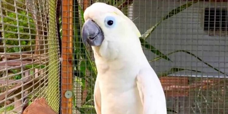 Alldaynews.gr Νέα Φρίκη: Δύο γυναίκες «βασάνισαν σαδιστικά» μέχρι θανάτου έναν παπαγάλο – «Αδιανόητη σκληρότητα»