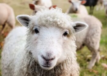 Χαμός στο Βόλο: Πρόβατα έφαγαν 100 κιλά χaσίς και «την άκουσαν»