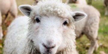 Χαμός στο Βόλο: Πρόβατα έφαγαν 100 κιλά χaσίς και «την άκουσαν»