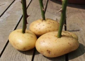 Έβαλε ένα κοτσάνι από τριαντάφυλλο σε μια πατάτα και δείτε τι έγινε μετά από μια εβδομάδα – Απίστευτο!