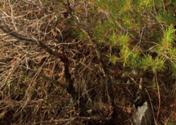 Ταυτοποιήθηκαν τα οστά και το κρανίο που εντοπίστηκαν στα Μέγαρα – Ανοιχτά όλα τα ενδεχόμενα αφήνουν οι αρχές