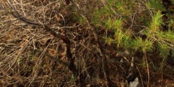 Ταυτοποιήθηκαν τα οστά και το κρανίο που εντοπίστηκαν στα Μέγαρα – Ανοιχτά όλα τα ενδεχόμενα αφήνουν οι αρχές