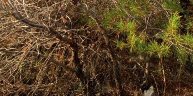 Ταυτοποιήθηκαν τα οστά και το κρανίο που εντοπίστηκαν στα Μέγαρα – Ανοιχτά όλα τα ενδεχόμενα αφήνουν οι αρχές