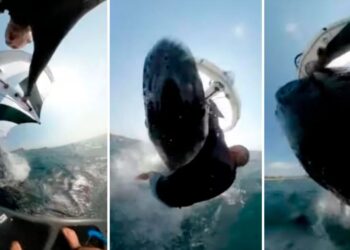 Σοκαριστικό Βίντεο: Η στιγμή που Αυστραλός σέρφερ δέχεται επίθεση από φάλαινα