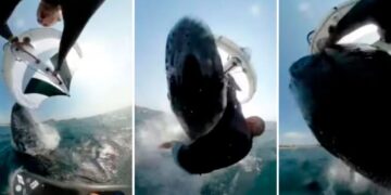 Σοκαριστικό Βίντεο: Η στιγμή που Αυστραλός σέρφερ δέχεται επίθεση από φάλαινα