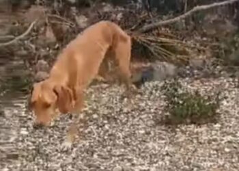 Φρίκη στη Χαλκιδική: Έδεσe σuρμα στην κοιλιa σκύλου και στην άλλη άκρη έδεσε τενεκεδάκι για να το σέρνει καθώς περπατάει