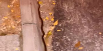 Κοζάνη: Φίδι σε κεντρικό σημείο της πόλης-”Πάγωσαν” όσοι το είδαν[video]