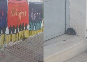 Alldaynews.gr Καταγγελία – σοκ: Αρουραίοι… σουλατσάρουν σε Δημοτικό σχολείο (εικόνες)