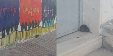 Alldaynews.gr Καταγγελία – σοκ: Αρουραίοι… σουλατσάρουν σε Δημοτικό σχολείο (εικόνες)