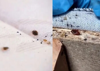 «Τεράστια αύξηση» κοριών: Όλα όσα πρέπει να γνωρίζετε για να τους ξεφορτωθείτε