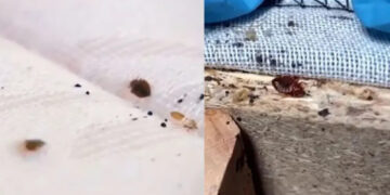 «Τεράστια αύξηση» κοριών: Όλα όσα πρέπει να γνωρίζετε για να τους ξεφορτωθείτε