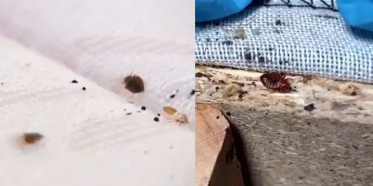 «Τεράστια αύξηση» κοριών: Όλα όσα πρέπει να γνωρίζετε για να τους ξεφορτωθείτε