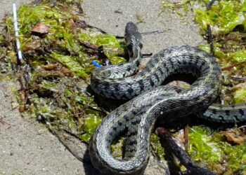 Σοκ σε σχολείο των Τρικάλων-Έκλεισε γιατί γέμισε με φίδια