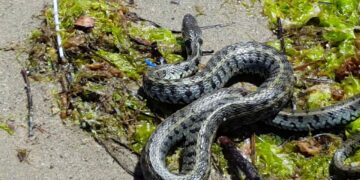 Alldaynews.gr Σοκ σε σχολείο των Τρικάλων-Έκλεισε γιατί γέμισε με φίδια