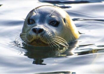Φώκια πέθανε από στρες όταν δάγκωσε γυναίκα – Το μοιραίο περιστατικό σε παραλία