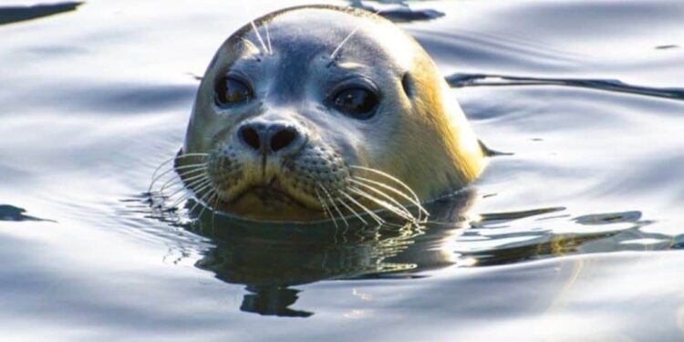 Alldaynews.gr Φώκια πέθανε από στρες όταν δάγκωσε γυναίκα – Το μοιραίο περιστατικό σε παραλία