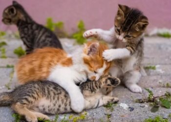 Κτήνη  δηλητηρίασαν 12 μικρά γατάκια στην Πάτρα