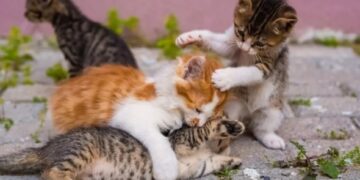 Alldaynews.gr Κτήνη δηλητηρίασαν 12 μικρά γατάκια στην Πάτρα