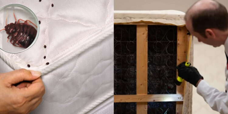 Alldaynews.gr Έφτασαν και στην Ελλάδα: Έκλεισε πτέρυγα ξενοδοχείου στην Αττική λόγω κοριών