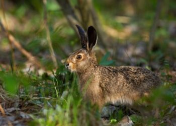 Δασοφύλακας κυνηγούσε παράνομα αντί να πιάνει λαθροθήρες