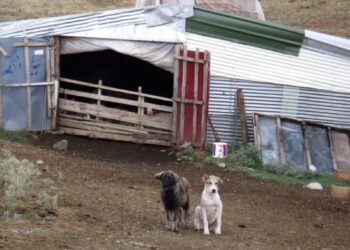 Απίστευτη ιστορία στη Λάρισα: Τον κρατούσαν στο μαντρί για 9 μήνες – Τον ξυλοκοπούσαν και τον απειλούσαν