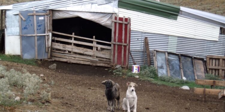 Alldaynews.gr Απίστευτη ιστορία στη Λάρισα: Τον κρατούσαν στο μαντρί για 9 μήνες – Τον ξυλοκοπούσαν και τον απειλούσαν