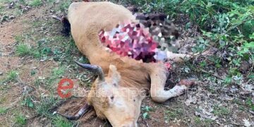 Αρκούδα κατασπάραξε αγελάδα στα Μετέωρα – Προσοχή σκληρές εικόνες