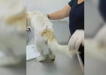 Alldaynews.gr Φρίκη στις Κυκλάδες: Βiασε σκύλο και τον παράτησε αιμόφυρτο στο δρόμο – Ψάχνουν τον κτηνοβάτη σε όλο το νησί