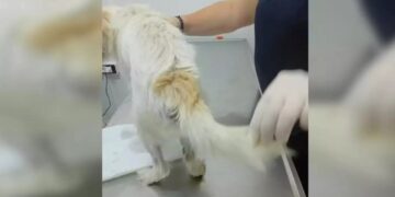 Alldaynews.gr Φρίκη στις Κυκλάδες: Βiασε σκύλο και τον παράτησε αιμόφυρτο στο δρόμο – Ψάχνουν τον κτηνοβάτη σε όλο το νησί