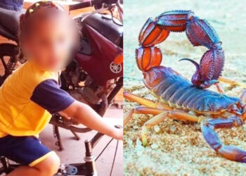 Κοριτσάκι πέθανε από σκορπιό – Μπήκε μέσα από τα ρούχα της και την τσίμπησε (φωτο)