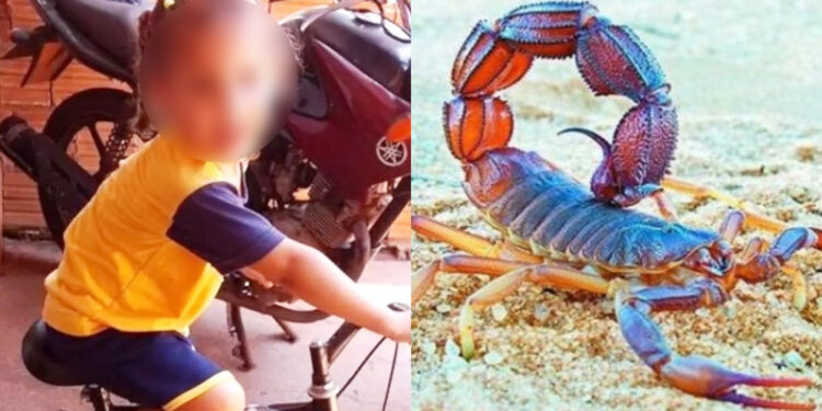 Alldaynews.gr Κοριτσάκι πέθανε από σκορπιό – Μπήκε μέσα από τα ρούχα της και την τσίμπησε (φωτο)