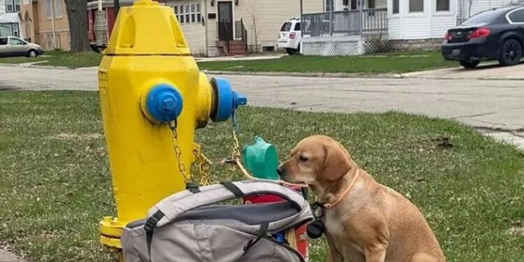 Ράγισε καρδιές το σπαρακτικό γράμμα που βρέθηκε δίπλα σε εγκαταλελειμμένο σκύλο