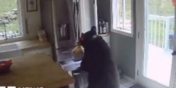 Alldaynews.gr Αρκούδα μπαίνει σε σπίτι, αράζει ένα μισάωρο, ανοίγει καταψύκτη, παίρνει λαζάνια, φεύγει κυρία (video)