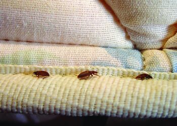 Alldaynews.gr «Κοριοί του κρεβατιού» στην Ελλάδα: Πώς η έξαρση συνδέεται με τις… κατσαρίδες