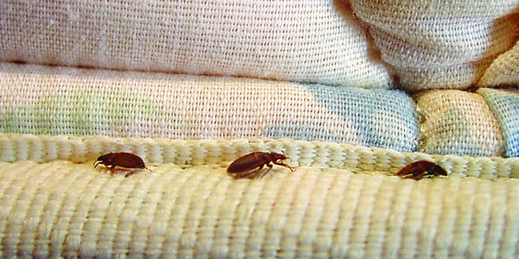 «Κοριοί του κρεβατιού» στην Ελλάδα: Πώς η έξαρση συνδέεται με τις… κατσαρίδες