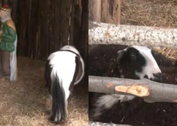 Σάλος με τις «ζωντανές» φάτνες στον Βόλο και τις ειρωνείες του Μπέου: Παρέμβαση εισαγγελέα ζητάει ο σύλλογος κτηνιάτρων