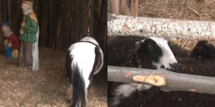 Alldaynews.gr Σάλος με τις «ζωντανές» φάτνες στον Βόλο και τις ειρωνείες του Μπέου: Παρέμβαση εισαγγελέα ζητάει ο σύλλογος κτηνιάτρων