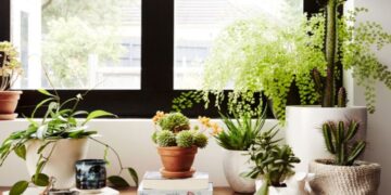 Alldaynews.gr Αν το έχεις σπίτι σου, πέταξέ το τώρα – Το φυτό που θα σου μαυρίσει τη ζωή