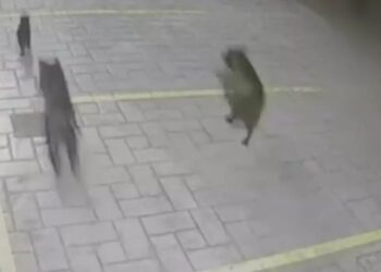 Βούλα: Πιτ μπουλ κατασπάραξαν αδέσποτες γάτες κοντά στο νοσοκομείο Ασκληπιείο[video]