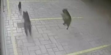 Βούλα: Πιτ μπουλ κατασπάραξαν αδέσποτες γάτες κοντά στο νοσοκομείο Ασκληπιείο[video]