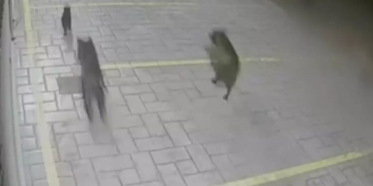 Βούλα: Πιτ μπουλ κατασπάραξαν αδέσποτες γάτες κοντά στο νοσοκομείο Ασκληπιείο[video]