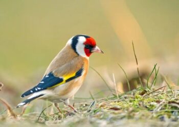 Τραγικός θάνατος για 56χρονο Δάσκαλο-Πλήρωσε με τη ζωή του την αγάπη για τα γαρδέλια του
