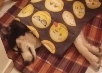 Φρίκη στην Αράχωβα: Άγνωστος κακοποίησε άγρια ένα χάσκι που δεν άντεξε και πέθανε