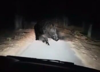 Σοκ για Λαρισαίο οδηγό – Το αυτοκίνητό του συγκρούστηκε με κοπάδι 15 αγριογούρουνων