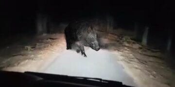 Alldaynews.gr Σοκ για Λαρισαίο οδηγό – Το αυτοκίνητό του συγκρούστηκε με κοπάδι 15 αγριογούρουνων