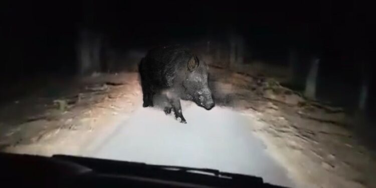 Alldaynews.gr Σοκ για Λαρισαίο οδηγό – Το αυτοκίνητό του συγκρούστηκε με κοπάδι 15 αγριογούρουνων