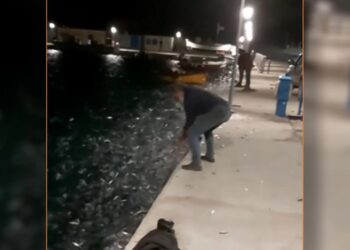 Χαμός στα Κουφονήσια και την Άνδρο με σαρδέλες που πηδούσαν έξω στη στεριά – Το βίντεο που κάνει το γύρο του διαδικτύου